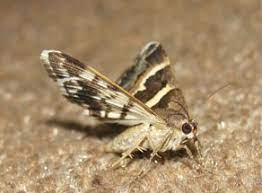 Eine mottenplage in der wohnung oder auch mottenplage im haus ist eine unangenehme sache, die lebensmittelmotten trifft man meist in der küche an oder dort, wo die lebensmittel gelagert werden. Mottenplage Tipps Gegen Motten Ace Zydek