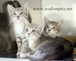 Cats Dogs Ga Walton County Animal Shelter Panosundaki Pin