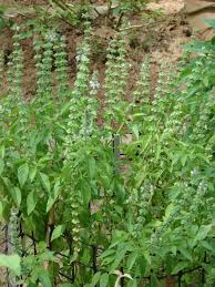 Image result for Ocimum urundense