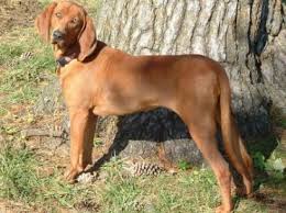 Black And Tan Coonhound Vs Bloodhound Bloodhound Vs Redbone Coonhound Dog Breeds Comparison Las Mejores Razas De Perros Perros De Caza Cosas Interesantes Sobre Perros