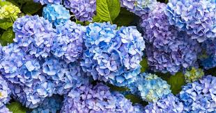 We did not find results for: How And When To Prune Hydrangeas Lovethegarden