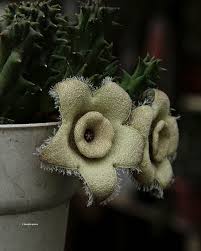 Image result for Huernia verekeri