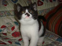 You'll even see british fur colors. Black White British Shorthair Kitten Novocom Top