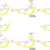 They do this by cleaving the peptide bonds within proteins by hydrolysis, a reaction where water breaks bonds. 1
