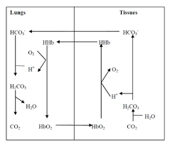 Hemoglobin Buffer System Homework Help Assignment Help Buffers