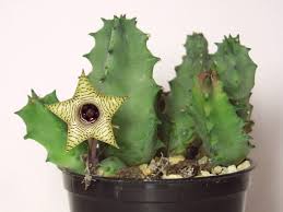 Image result for Huernia verekeri