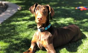 Inside the bag are fourteen tiny doberman puppies. 7 Perfect Puppies To Adopt Now In Phoenix