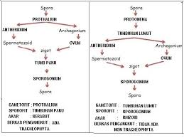 Daur hidup tumbuhan paku idschool. Buatlah Skema Pergiliran Tumbuhan Pada Tumbuhan Lumut Brainly Co Id