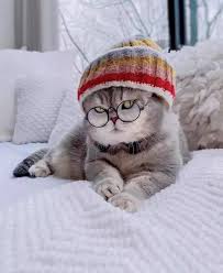 Search free kucing paling comel ringtones on zedge and personalize your phone to suit you. Kucing Ku Comel Mane Yang Paling Comel Adik Pakai Facebook
