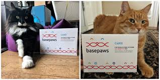 The first breed listed in your report is the breed which your cat is closest to genomically. What Could Your Cat S Dna Uncover The Purrington Post