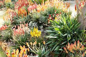 Drought tolerance is the ability to which a plant maintains its biomass production during arid or drought conditions. Waterwise Plants Perth Wa Water Saving Drought Tolerant Plants