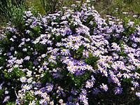 Image result for Felicia clavipilosa