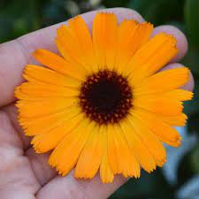 How To Use Calendula Flowers For Skin And Ways To Make Healing Skincare Shown To Have Powerful Skin Healing Properti Fresh Rose Petals Calendula Neem Oil Soap