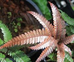 Image result for Pteris