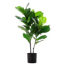 Plus find out everything you need to know about how to pot a plant in containers. Home Republic Fiddle Fig Potted Plant Homewares Pots Plants Adairs Online