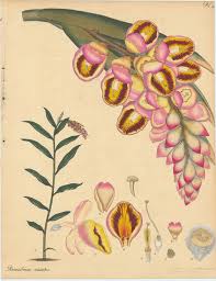 Image result for Renealmia