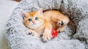 ‪10 Cutest Cat Breeds: Ragdolls, Munchkins, Bengals, Oh My! | HowStuffWorks‬‏