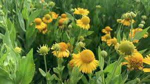 Image result for Helenium autumnale