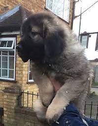 Caucasian Shepherd For Sale Or Adoption Latest Ads Caucasian Shepherd Caucasian Shepherd Dog Caucasian Shepherd Puppy