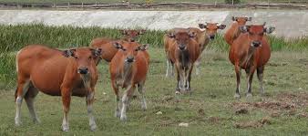 Disitulah anak buah bimantoro dikerahkan untuk berburu banteng, harus dilakukan ormas karena bila menjadi berita nasional bisa dianggap sebagai pemburu liar. Harga Sapi Bali Bibit Dewasa Super Daftar Harga Tarif