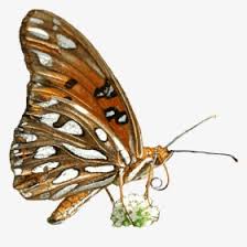 Maybe you would like to learn more about one of these? Free Butterfly Animated Clipart Transparent Background Animated Butterfly Gif Transparent Hd Png Download Transparent Png Image Pngitem