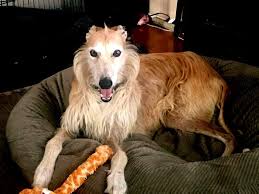 Slim Is A Senior Staghound Surrendered By His Owner He Came To Galt With Some Health Issues And Is Getting The Be Greyhound Greyhound Adoption Animal Hospital