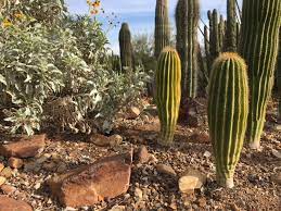 Hummingbirds chased from flower to flower. Why You Should Visit The Arizona Sonora Desert Museum Outdoorsy Com