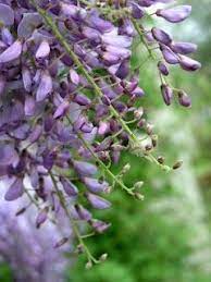 Pin On Fragrant Plants