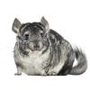 Mas, e que tal sugar glider? 1
