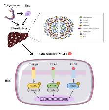 From Inflammation to Fibrosis: Novel Insights into the Roles of High  Mobility Group Protein Box 1 in Schistosome-Induced Liver Damage