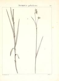 Image result for Fuirena pubescens