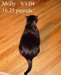 According to the previous year's cat exam analysis, below we present the cat 2020 score vs percentile range. Feline Obesity An Epidemic Of Fat Cats