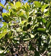 Image result for Schrebera trichoclada