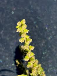 Image result for Acalypha psilostachya