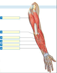 I'd read about the extensors and flexors of the forearms, but i'm confused about. Solved Label Each Of The Indicated Muscles That Move The Forea Chegg Com