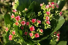 How To Care For Christmas Kalanchoe Kalanchoe Blossfeldiana Beautiful Flowers Pictures Beautiful Flowers