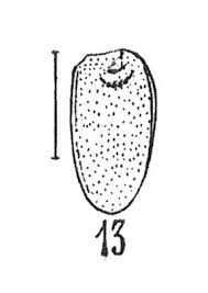 Image result for Chrysochloa