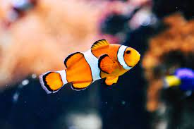We did not find results for: 15 Best Tropical Fish For Beginners 14 Is The Number 1 Selling Fish