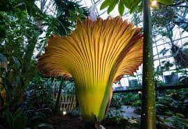 This rare flower is found in the rainforests of indonesia. 8 Of The Biggest Flowers On Earth