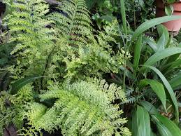 Image result for Asplenium sandersonii