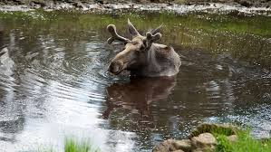 New zealand's top selling magazine promoting healthy outdoor activities, outdoor equipment and environmantal conservation. 1080x1800px Free Download Moose Animals Nature Wild Wilderness Animal World Water Animal Themes Piqsels