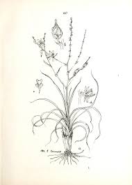 Image result for Chlorophytum calyptrocarpum