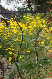 Maybe you would like to learn more about one of these? Five Yellow Flowers For Late Summer Gardens Garden Designer
