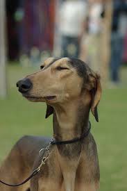 Short Haired Saluki In 2020 Saluki Dogs Dog Photography