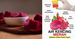 Kencing bau juga bisa disebabkan oleh dehidrasi.kebanyakan orang hanya. Air Kencing Bertukar Warna Bila Makan Buah Naga Jangan Takut Tak Bahaya Mingguan Wanita