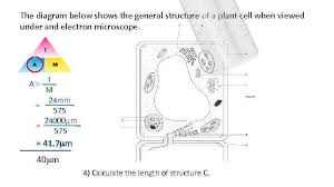 Pupil activity • cell structure • read through the information on each of the organelles as you colour them in • follow the guidance on colouring them in given at the bottom of the page • this works on the theory that whilst you are. Microscopy And Magnification Mm 1000 Micrometre 1000