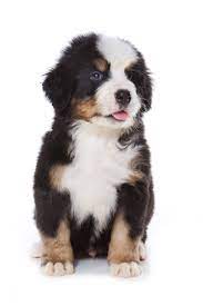 Use the tree for the anchor, rap or walk off left. Bernese Mountain Dog Puppies Animal Facts Encyclopedia