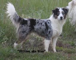 See more ideas about toy australian shepherd, aussie puppies, australian shepherd puppies. Kaleidoscope Toy And Miniature Natural Tailed Australian Shepherds Raleigh Nc Home