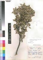 Image result for Scolopia mundii