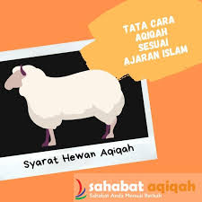 Untuk mengetahui lebih jelasnya mari kita ikuti bersama. Panduan Tata Cara Aqiqah Terlengkap Update 2021 Sahabat Aqiqah